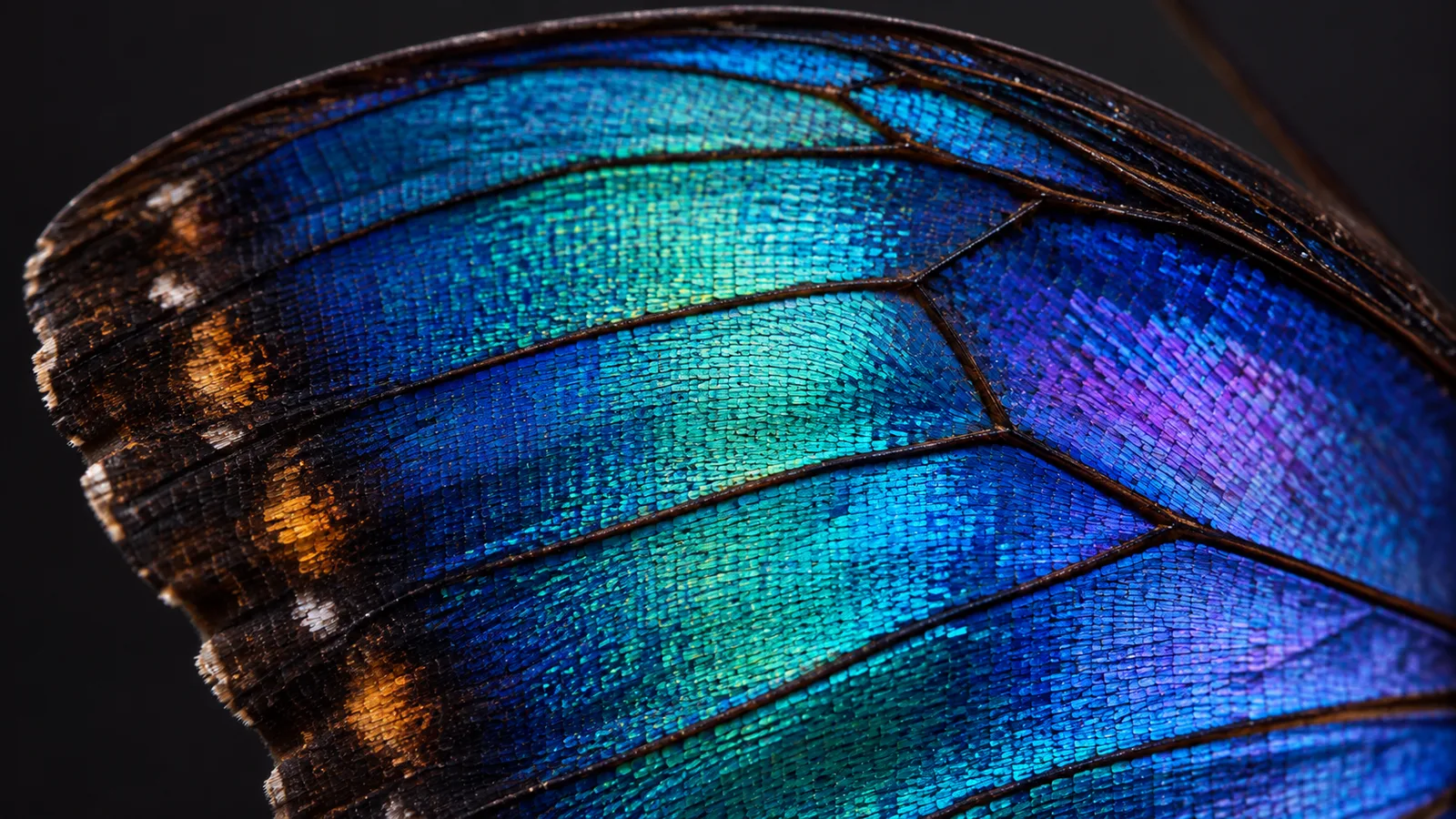 Macro photograph with many neighboring blue, teal, violet, and amber color details